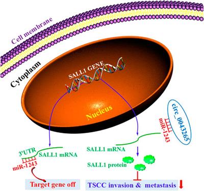 Hsa_circ_0043265 Restrains Cell Proliferation, Migration and Invasion of Tongue Squamous Cell Carcinoma via Targeting the miR-1243/SALL1 Axis